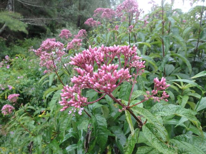 Joe Pye weed 'Gateway' blooms longer and better than the wild forms. .JPG