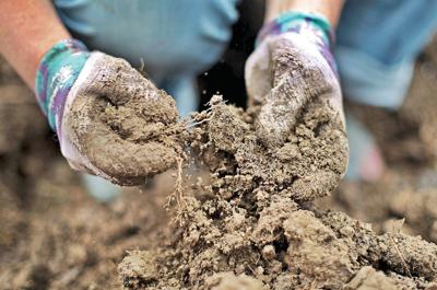 New antibiotic is discovered in dirt