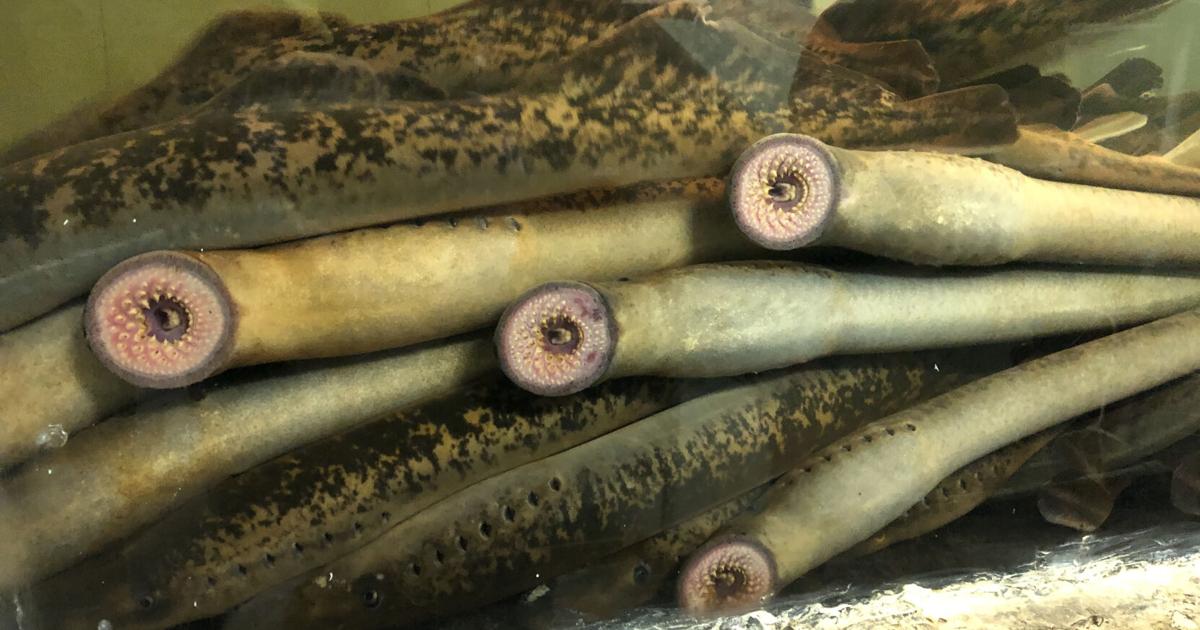 Public reminded to not disturb spawning sea lamprey in Connecticut River drainage