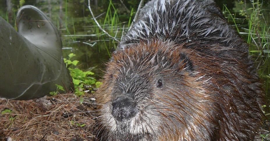 Willow the Beaver to be discussed over dessert in Dover