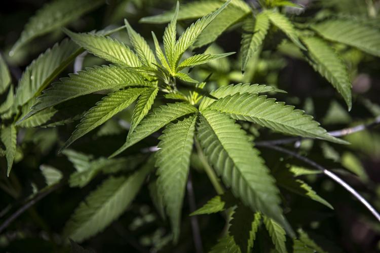 House Votes to Decriminalize Cannabis