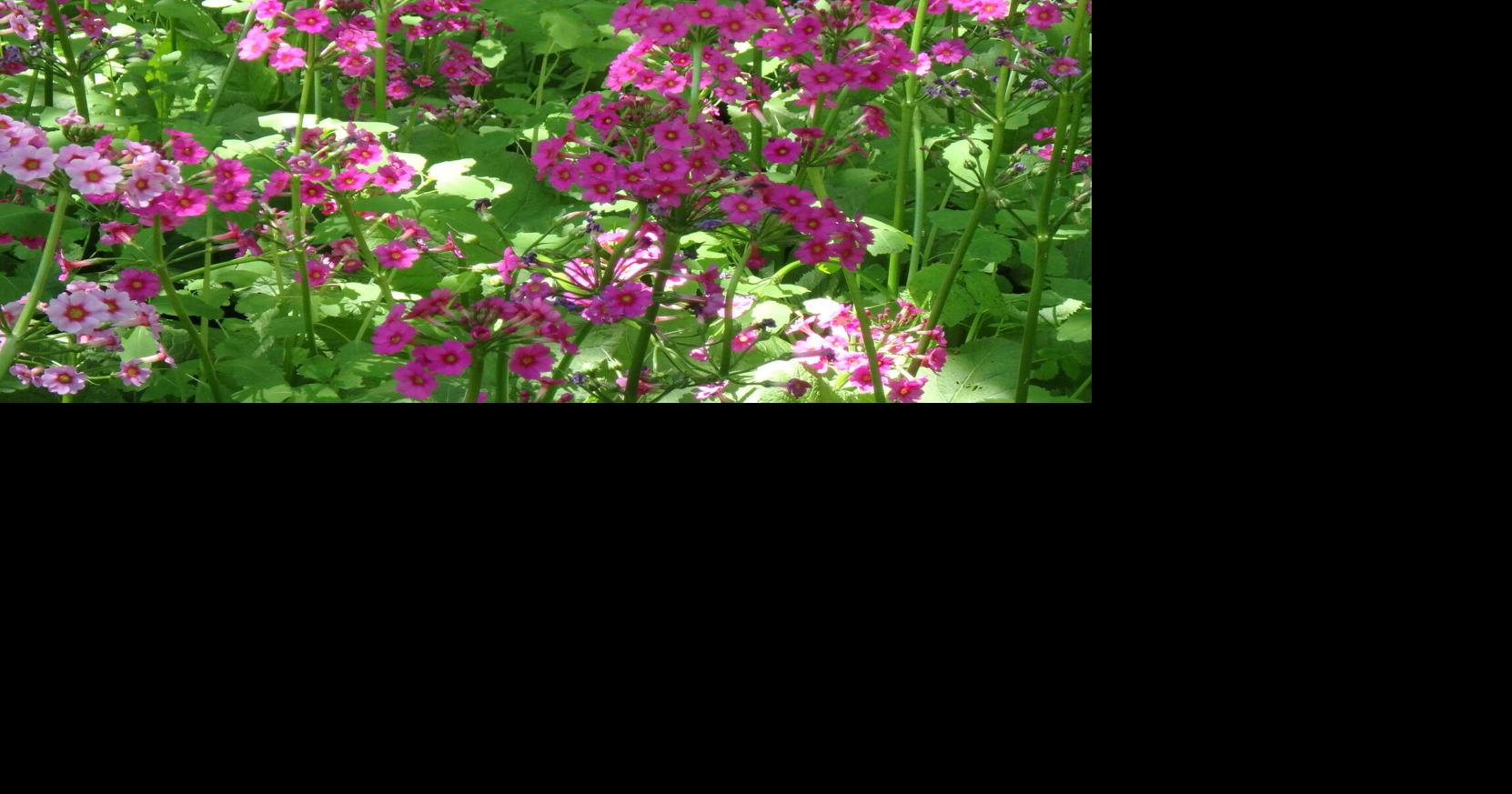 Notes from the Garden: Late May in the garden