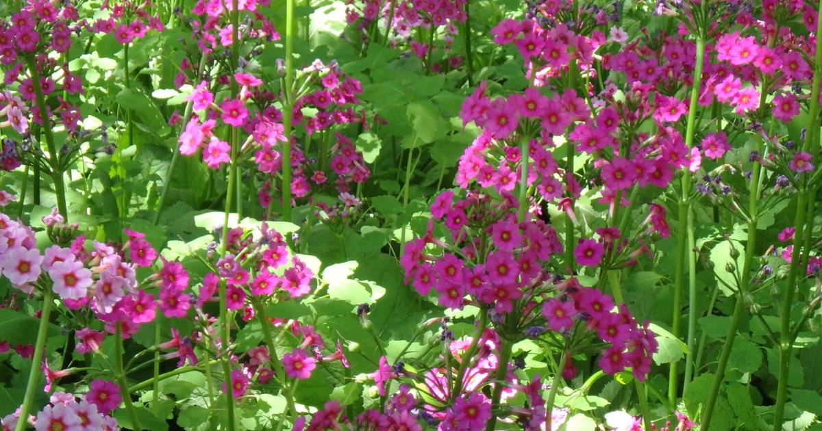 Notes from the Garden: Late May in the garden