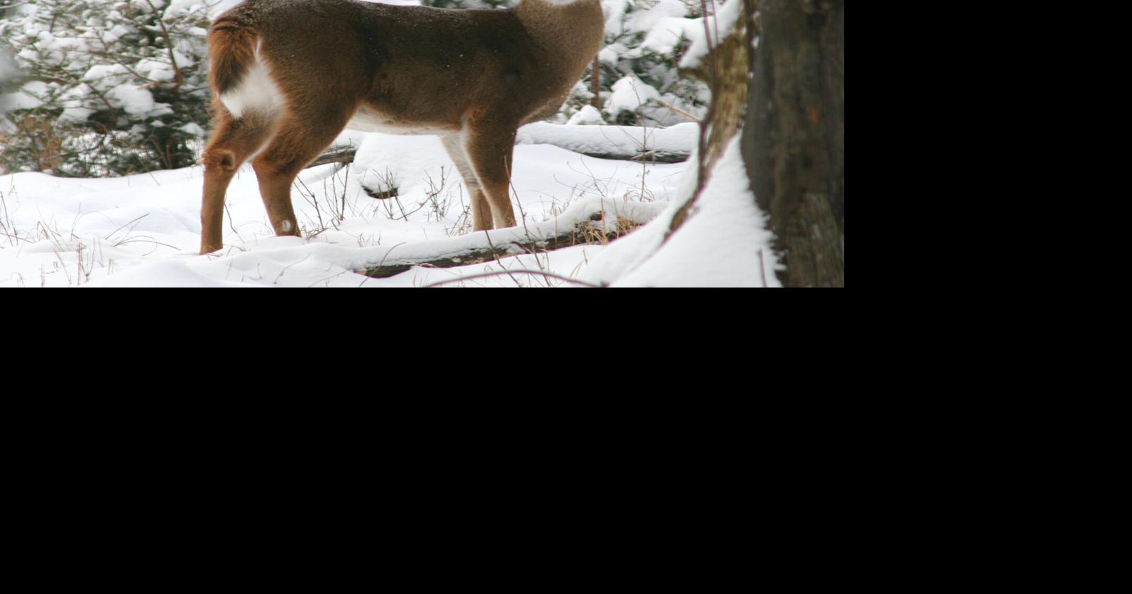 Vermont to hold public hearings on deer and moose management