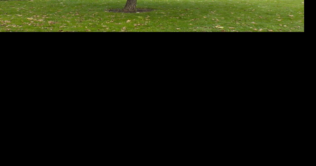 Henry Homeyer Notes from the Garden Tips for fall pruning Outdoors