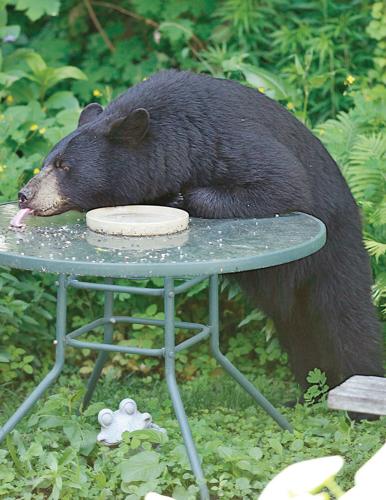 Maine study on human food, bears delayed