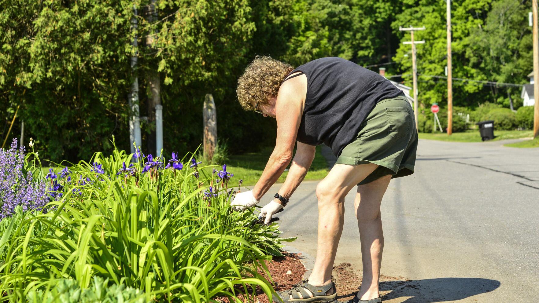 Flowers are her thing: Bellows Falls woman is the downtown gardener - Vimarsana News