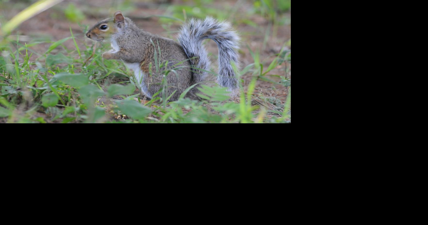 Vermont’s hunting season for gray squirrels opens Sept. 1