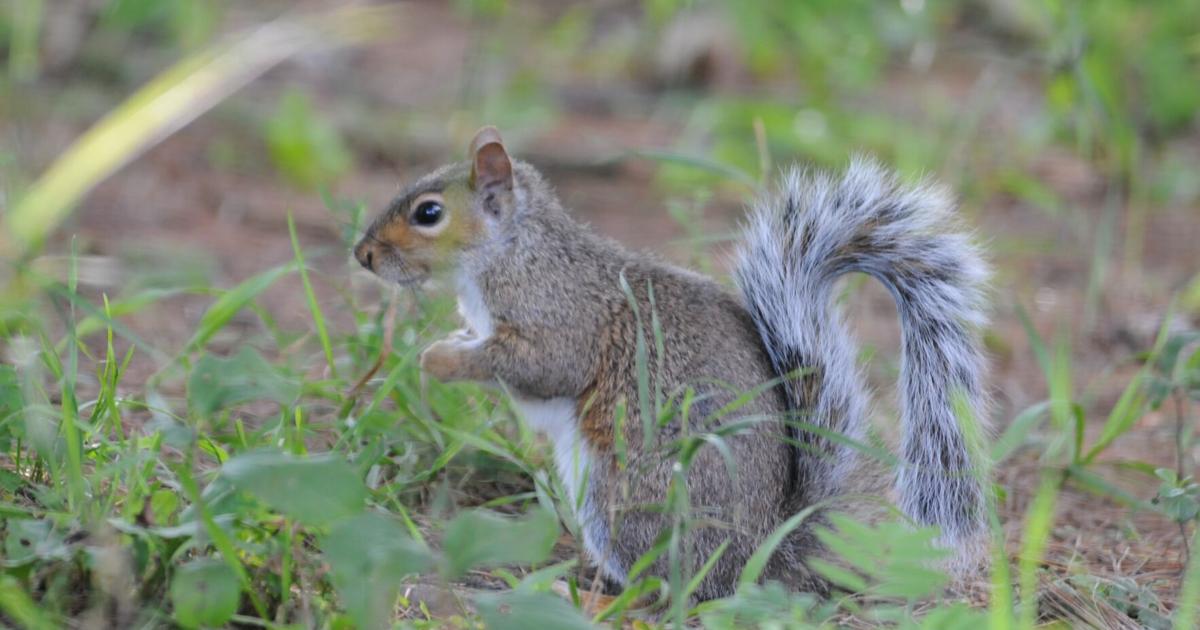 Vermont’s hunting season for gray squirrels opens Sept. 1
