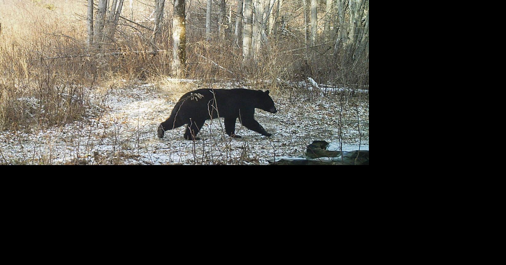 Most areas have plenty of acorns and beechnut for bears