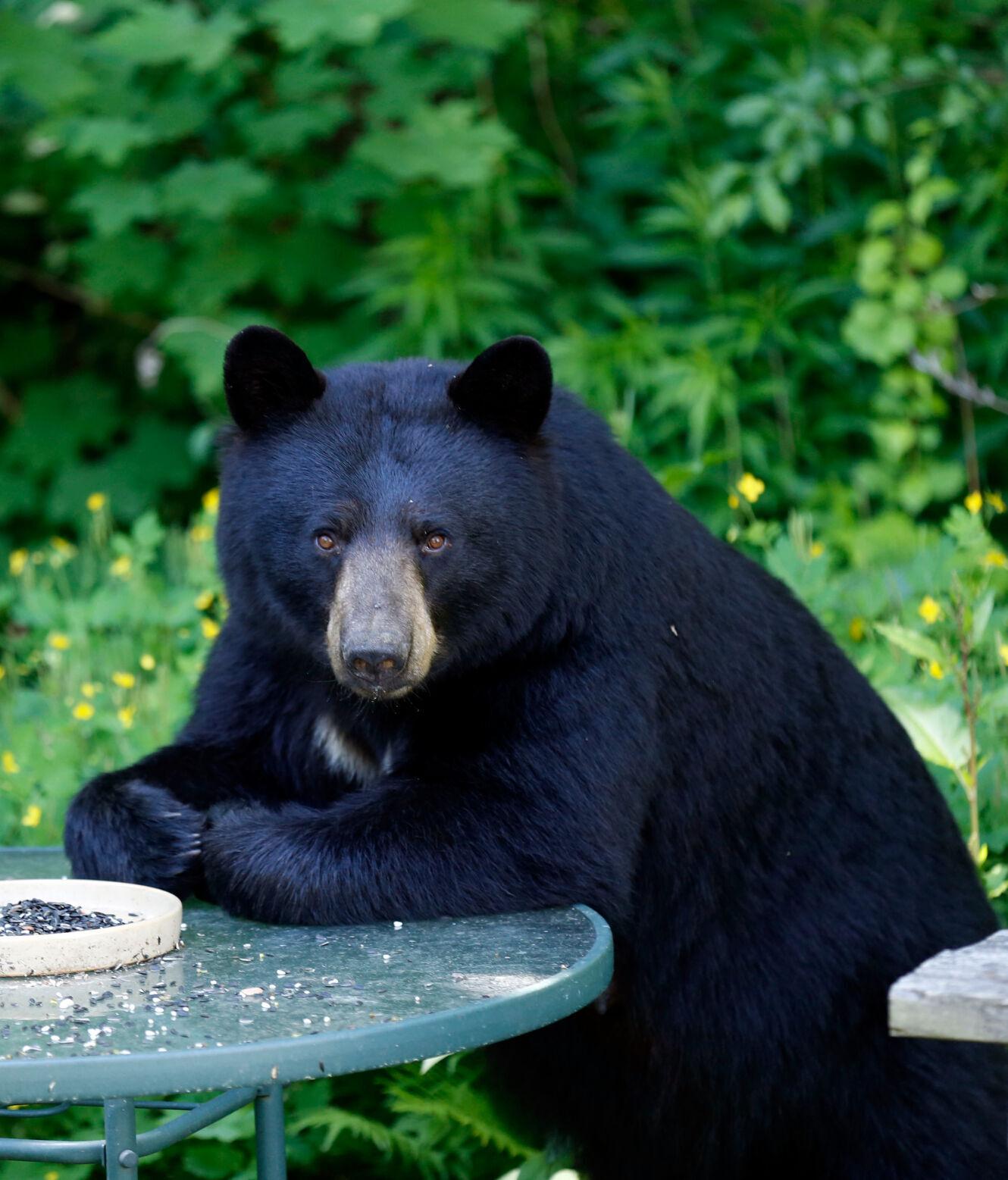 Johnson: Black bears are an asset to Vermont landscapes and public