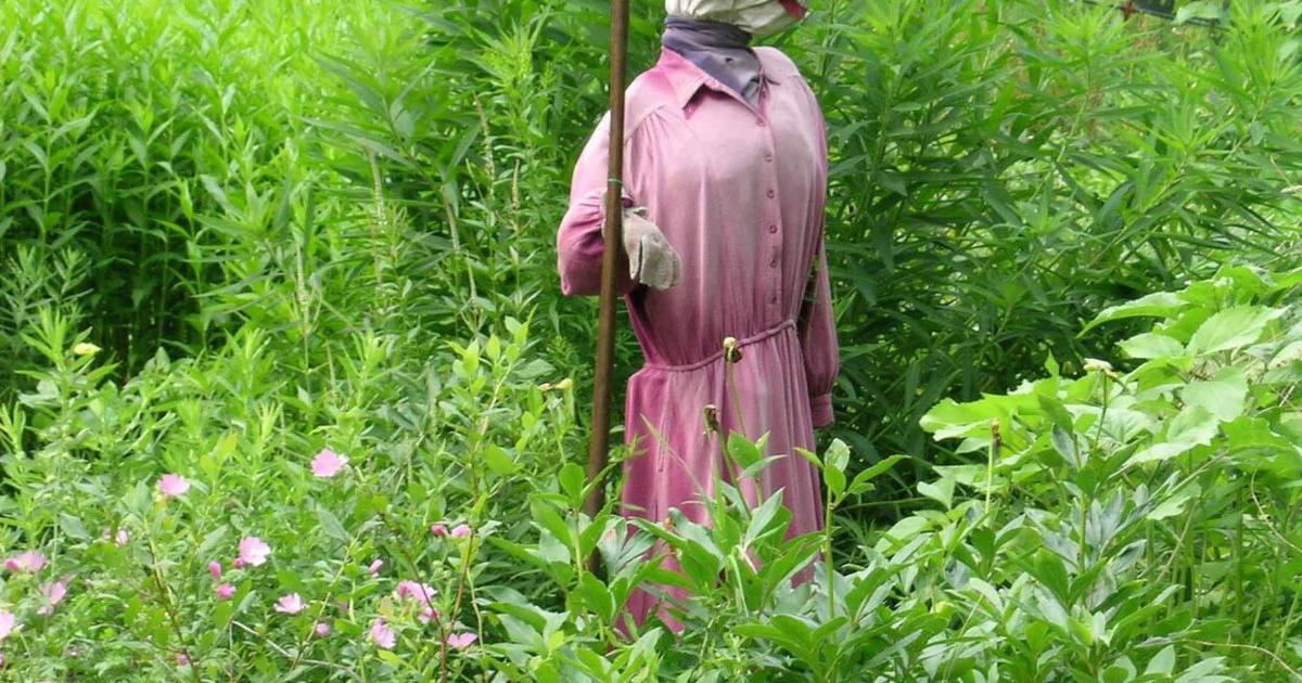 Notes from the Garden by Henry Homeyer: Introduce art, whimsy and laughter into your garden