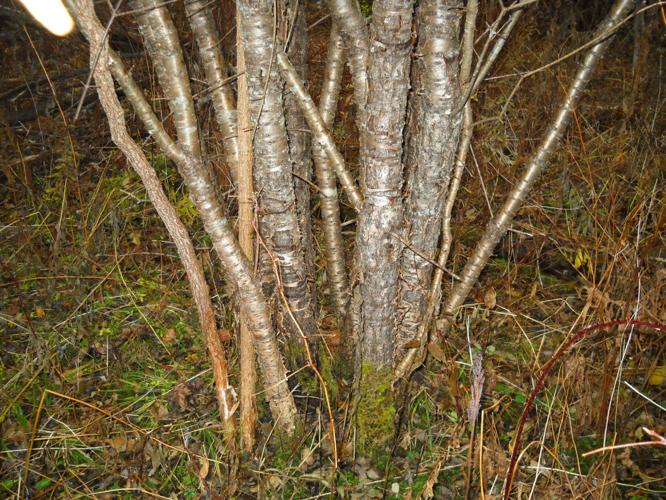 Buckthorn often grows with several stems in a tight grouping.jpg