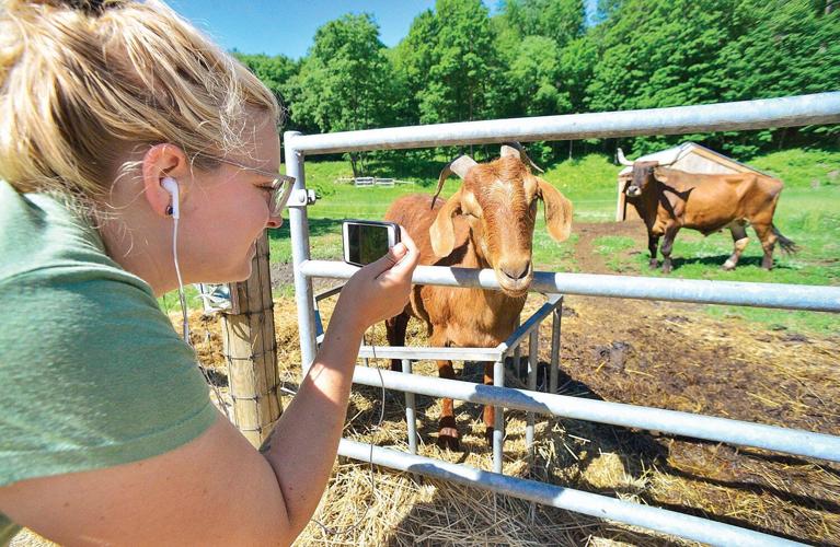 Retreat Farm brings goats inside, virtually