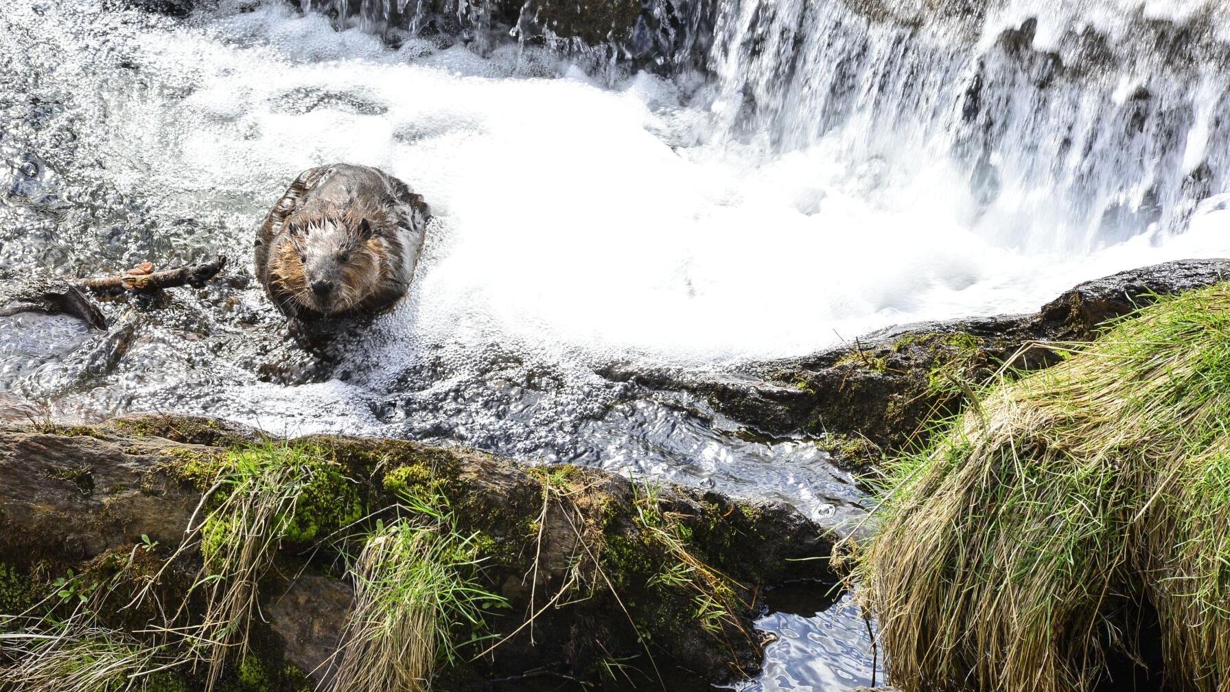 Volunteers don't 'leave it to beaver' in Putney - Vimarsana News