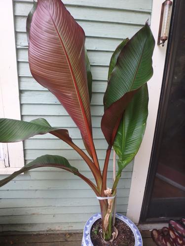 This banana tree thrives outdoors in summer - but does not produce fruit.JPG