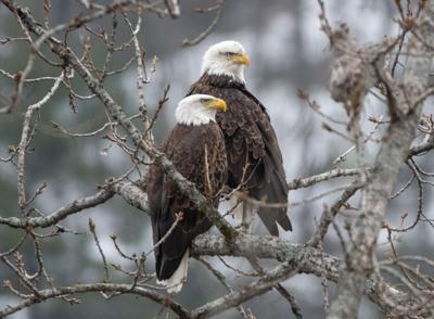 Eagles