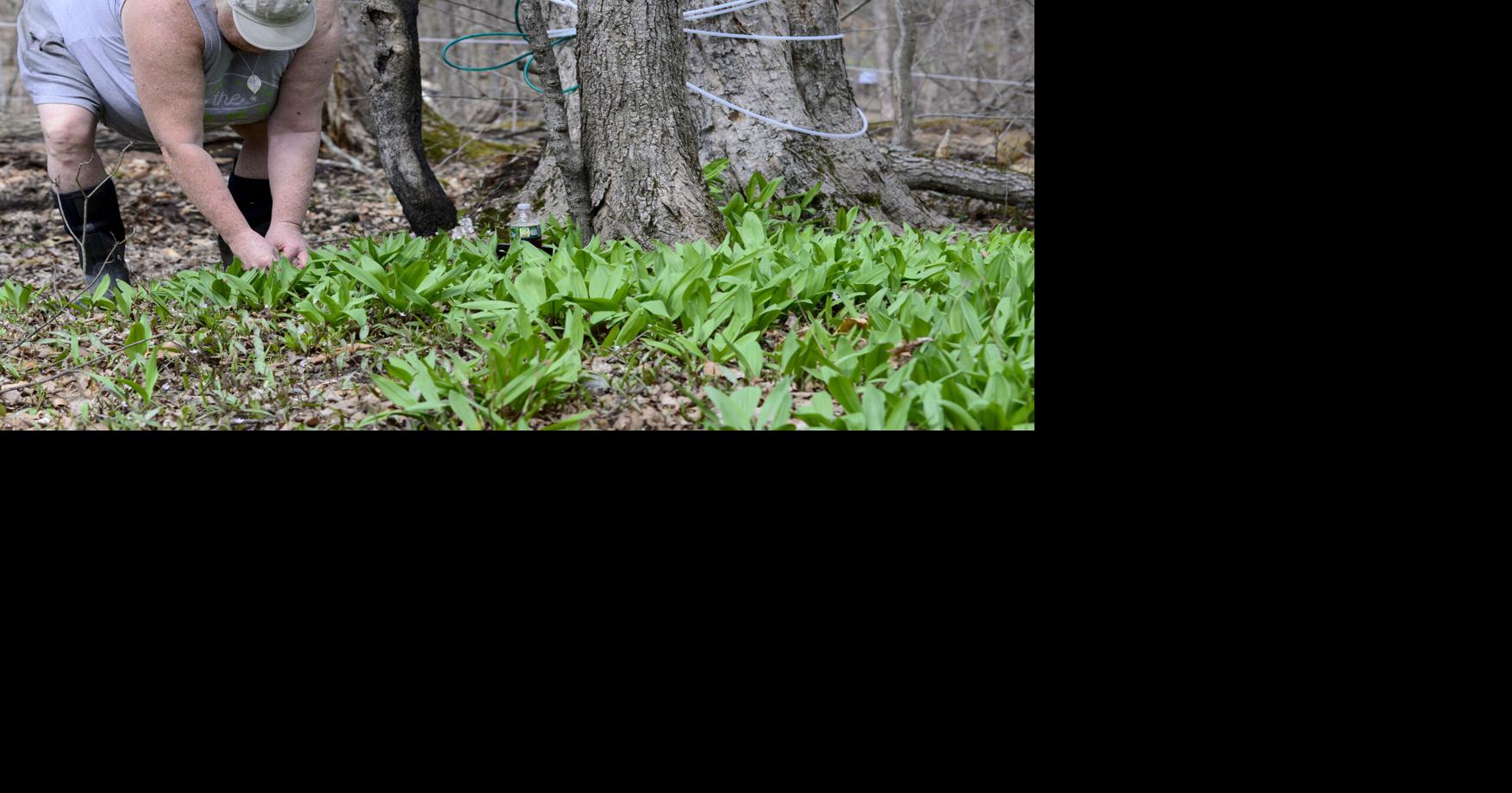 PHOTOS Harvesting ramps Multimedia