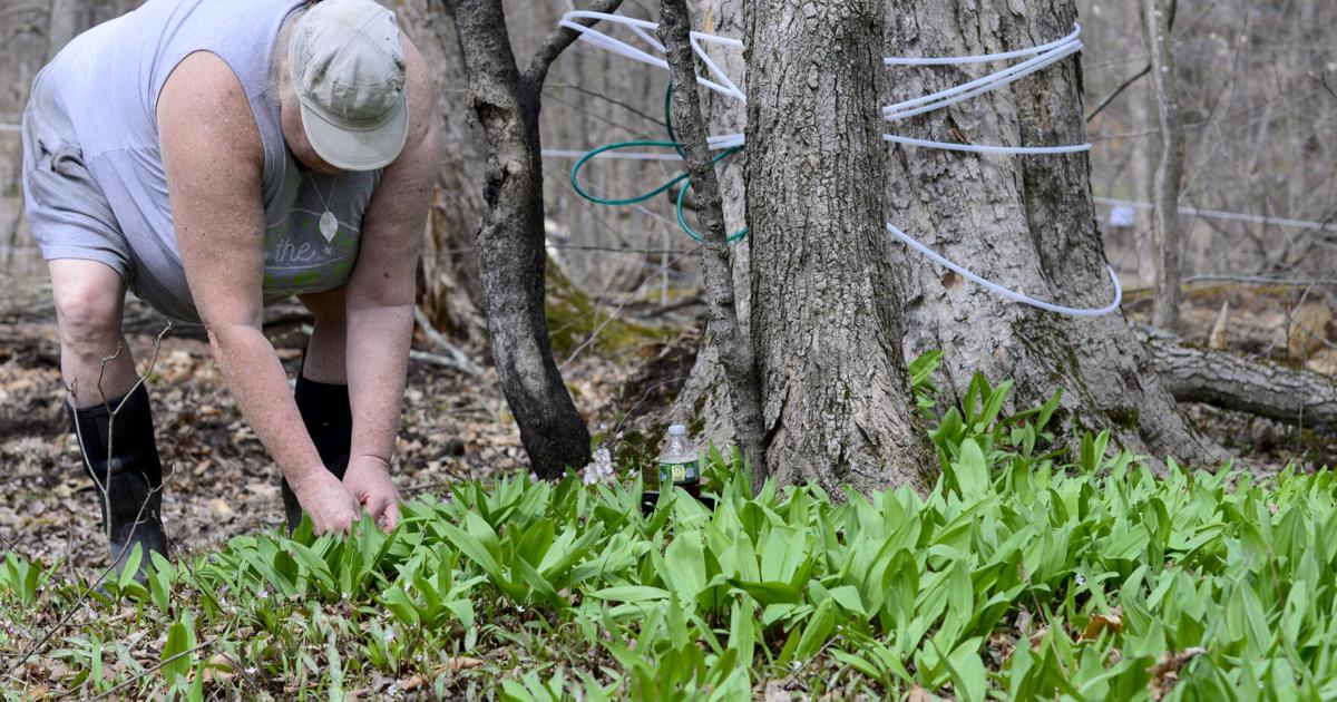 PHOTOS: Harvesting ramps | Multimedia | reformer.com