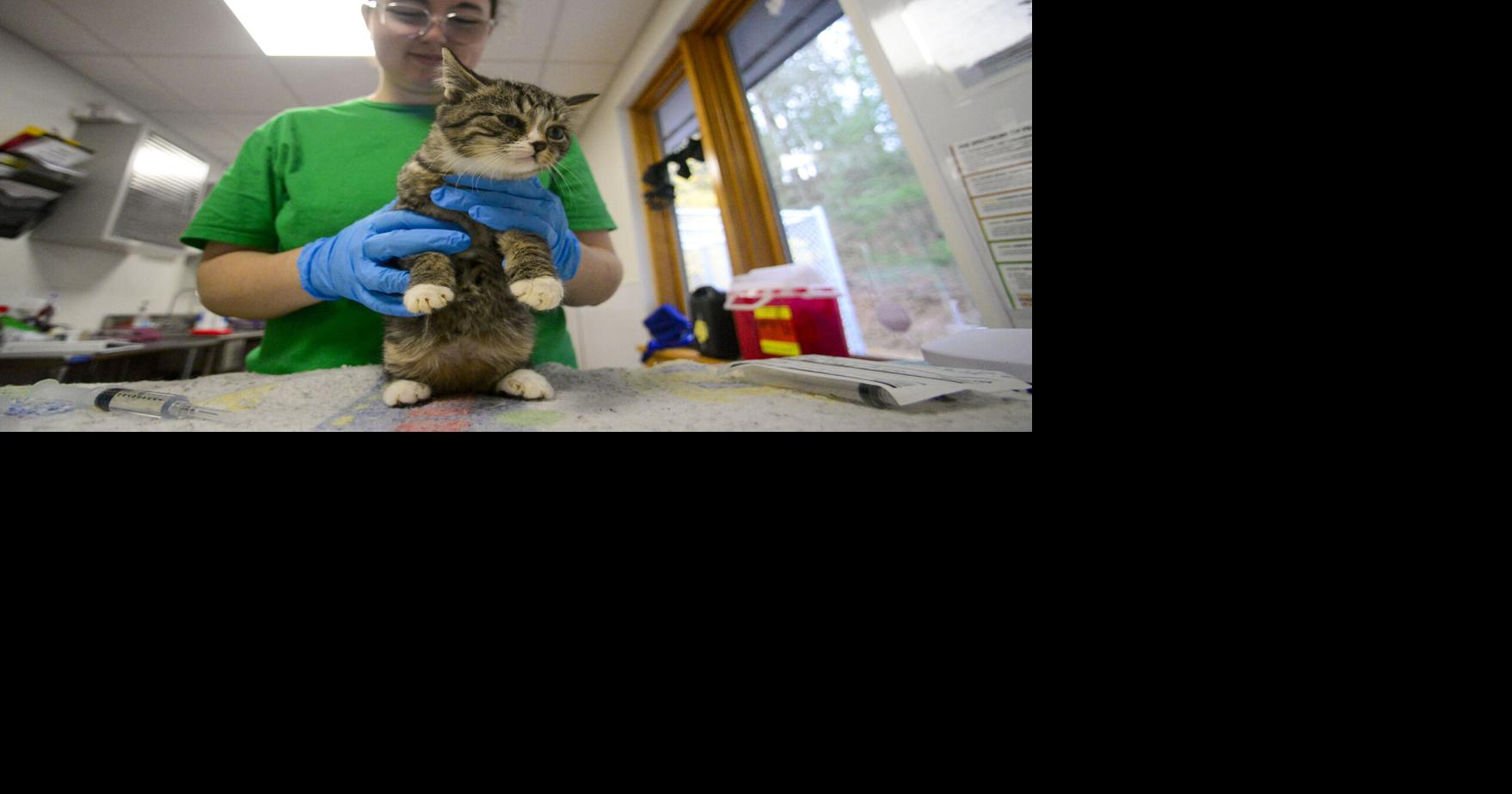 Community Profile by Gordon Hayward: Hayley Hescock follows her passion at the Humane Society