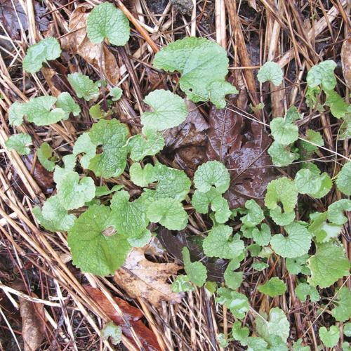 Henry Homeyer: Weeds to worry about, and what to do about them