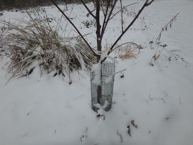 Homeyer Notes from the Garden Winter tree care Outdoors