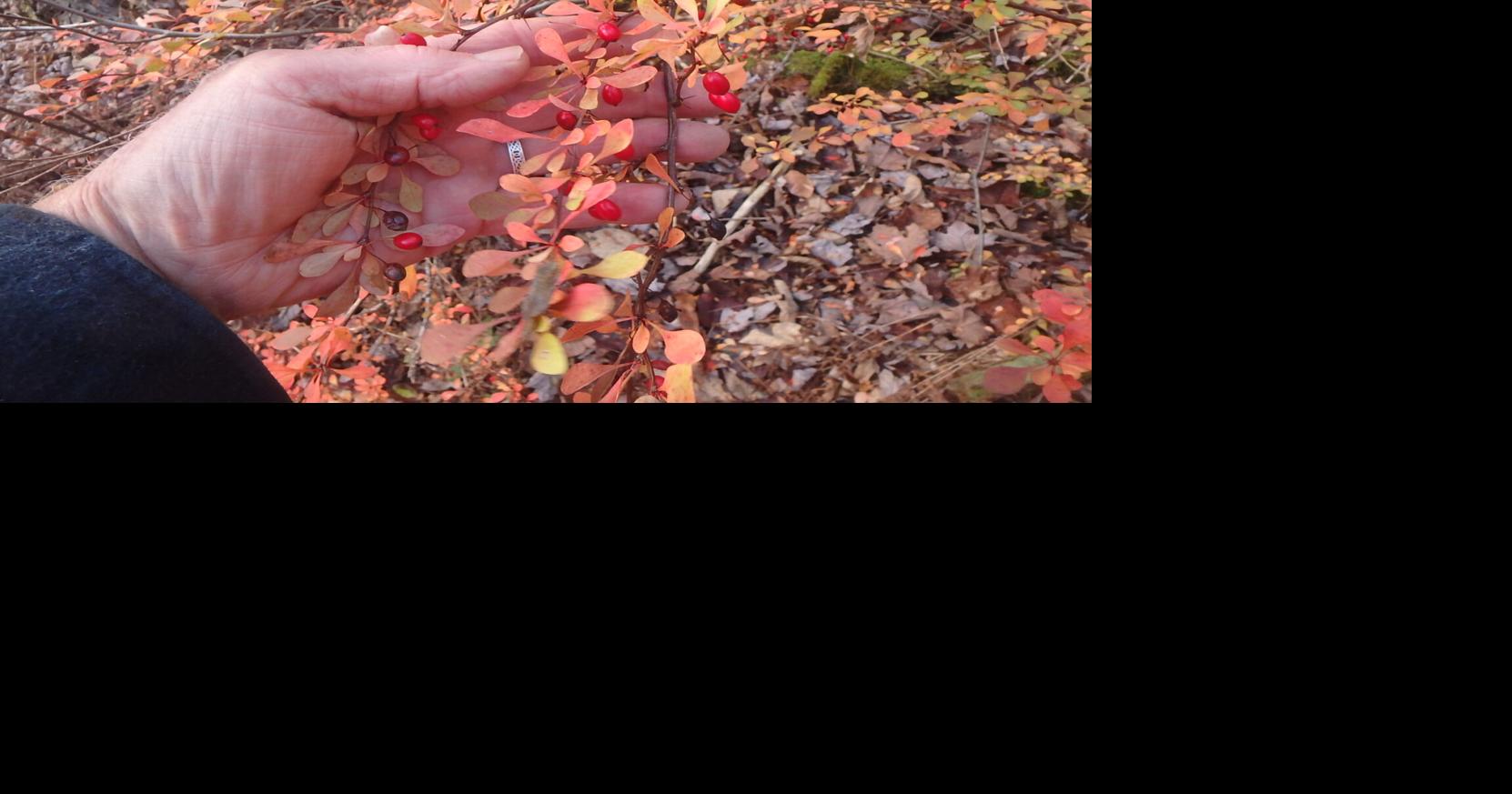 Henry Homeyer Notes from the Garden Late fall chores in the garden