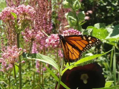 Pollinators are attracted to Swamp milkweed by color and scent..JPG