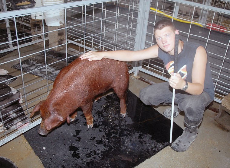 Wattle hogs shown at fair time | | republic-online.com