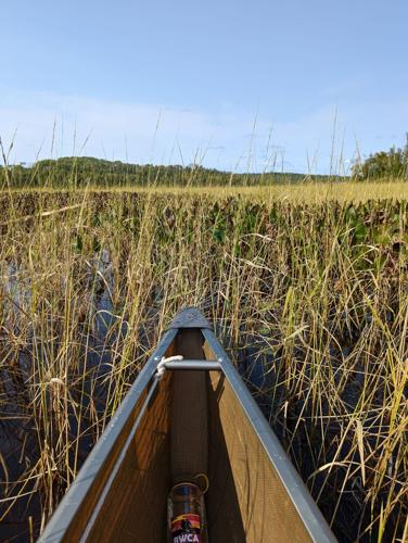 Canoe and wild rice