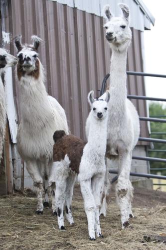 Help at our tiny llama farm and be creative in own pottery in Feldkirchen,  Austria