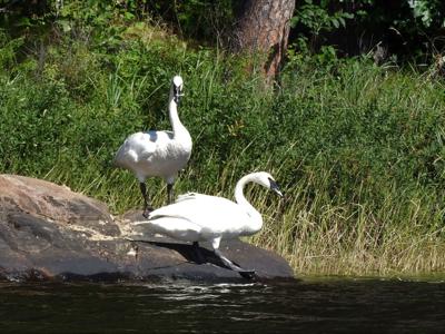 Trumpeter  swans
