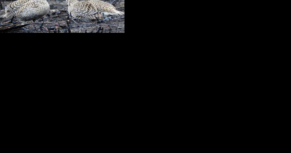 Natural Connections: Sharp-Tailed Grouse - Vimarsana News