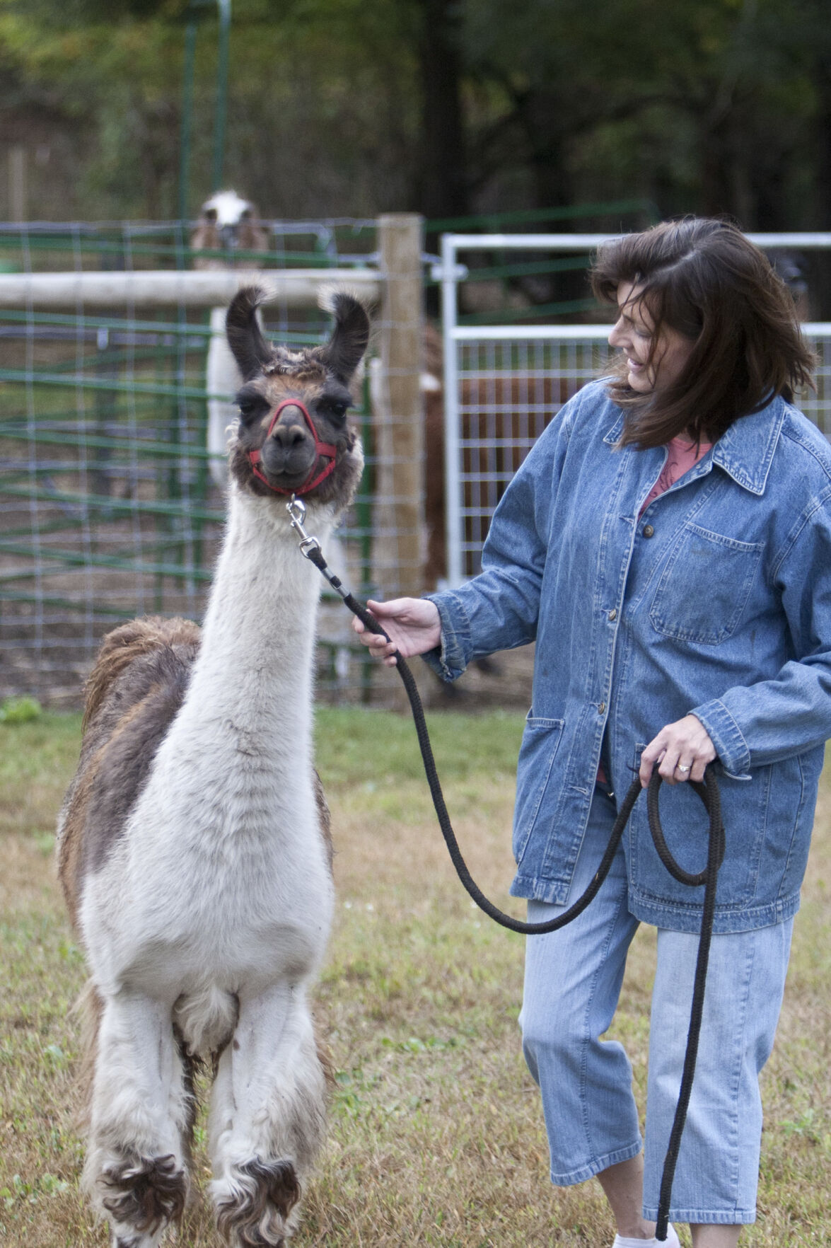 Hastings' little llamas: Local farm raises miniature llamas