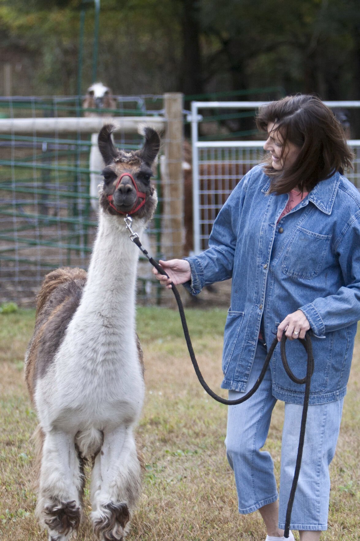 Hastings' little llamas: Local farm raises miniature llamas