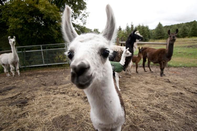 Help at our tiny llama farm and be creative in own pottery in Feldkirchen,  Austria