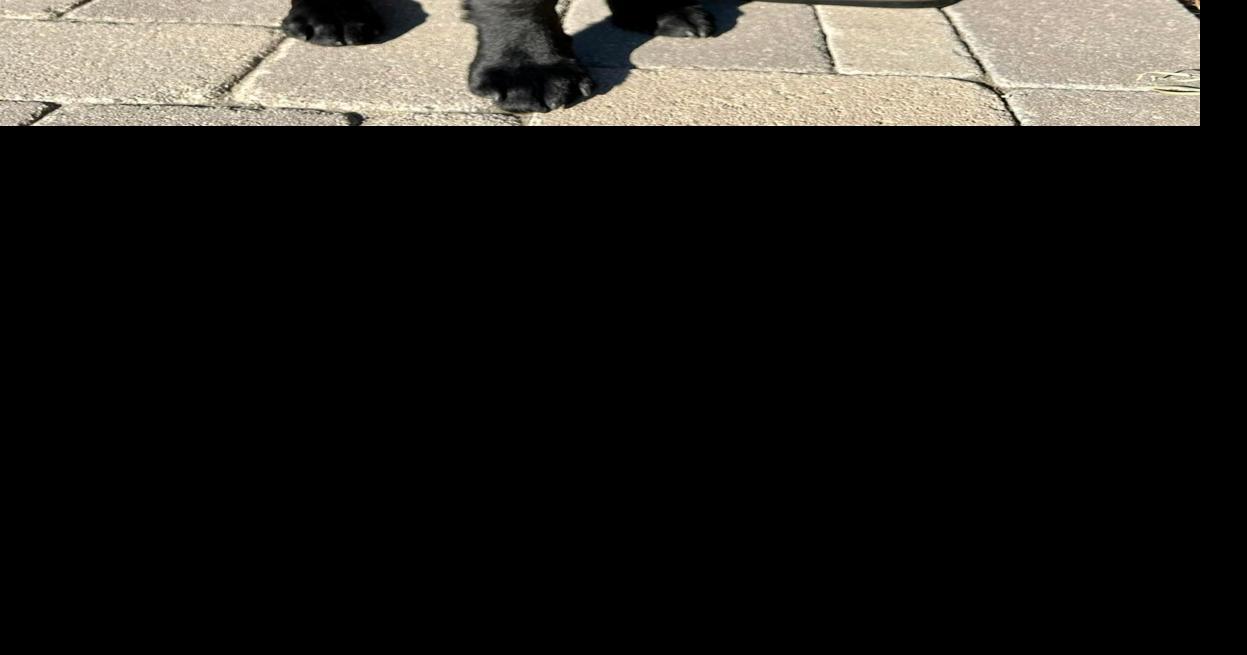 SCS Elevator Products sponsor guide dog in training | Business ...