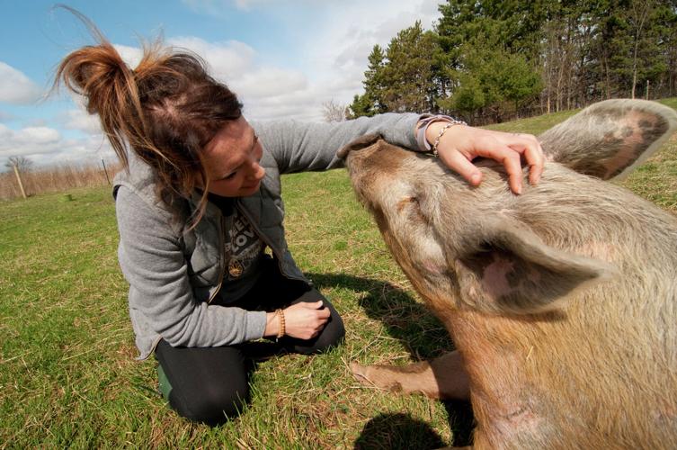 Sanctuary: Freeway jumping pig finds forever home | Local News | Sanctuary: Freeway jumping pig finds forever home | Local News |