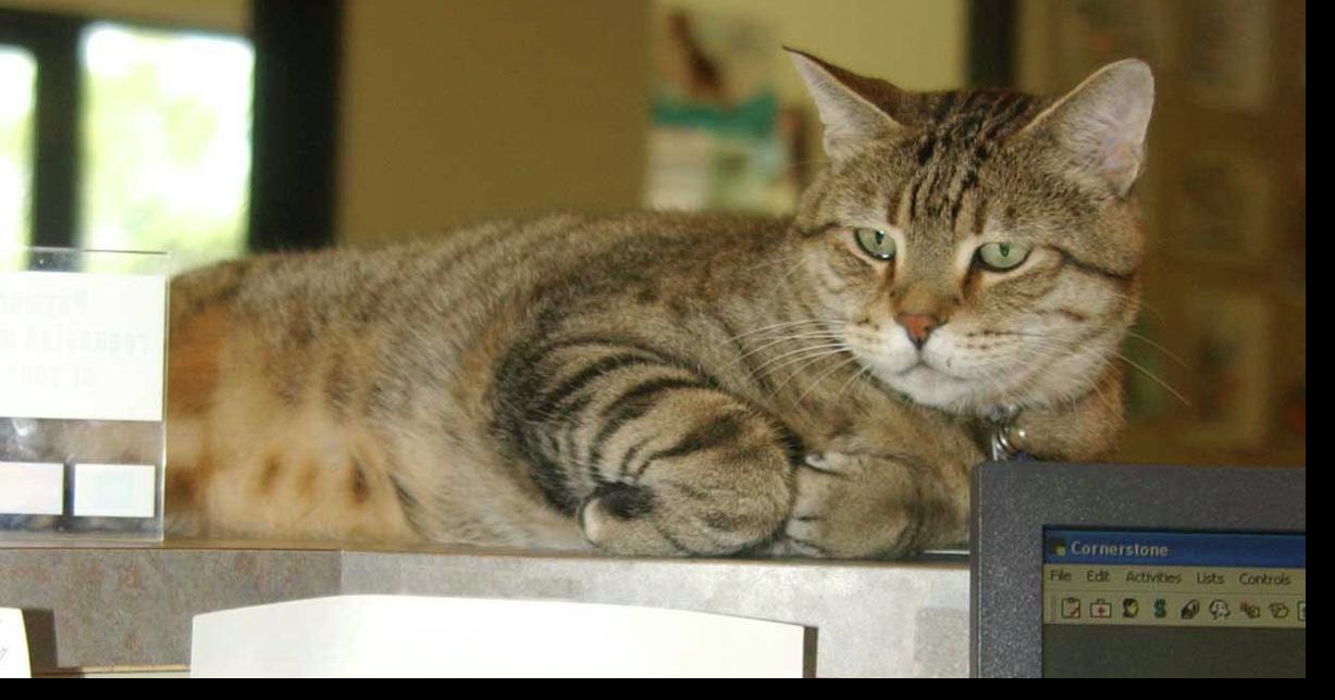 Judy Spooner Pumba, Park Grove Pet Hospital's wellknown 'Clinic Cat