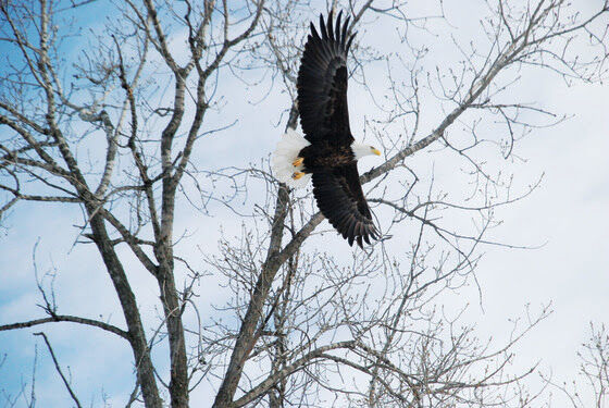 Rehabilitated bald eagles released in Sauk City