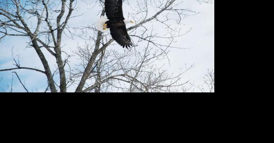 Weekend celebrates eagles in Wisconsin - Vimarsana News