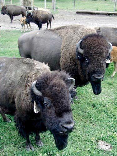 Bison Yeti, Buffalo Yeti - Wind River Outpost