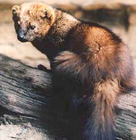 weasel family fisher
