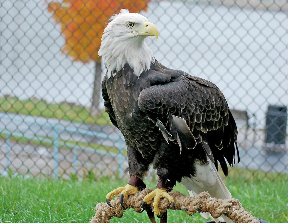 National Eagle Center's oldest eagle dies at 35 | Local News |  republicaneagle.com