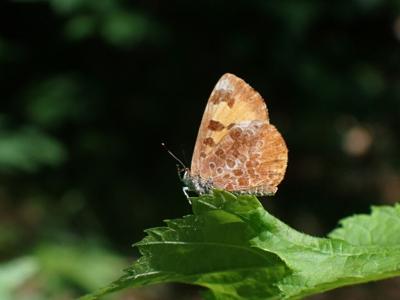Harvester butterfly