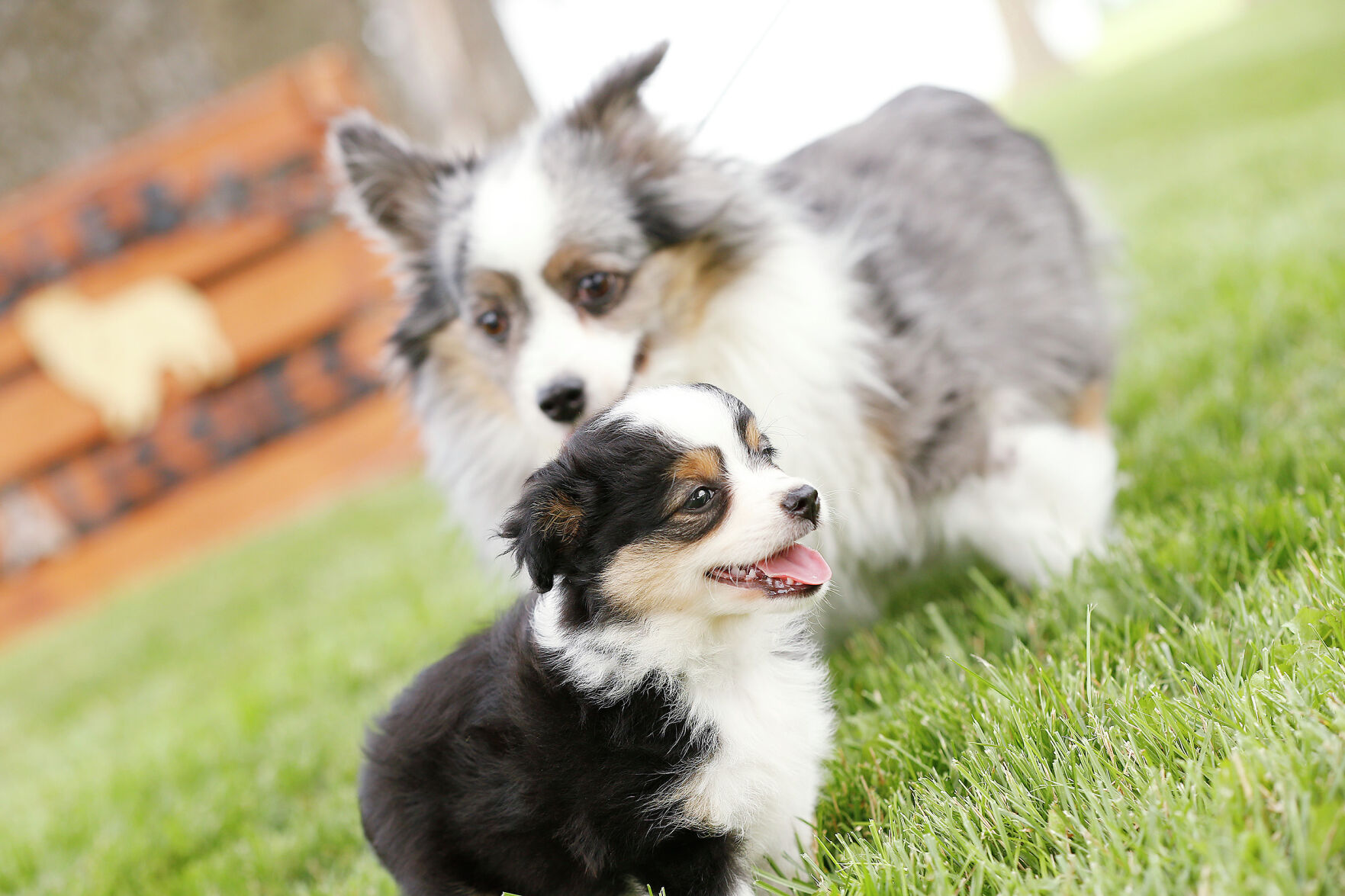 saddle up mini aussies