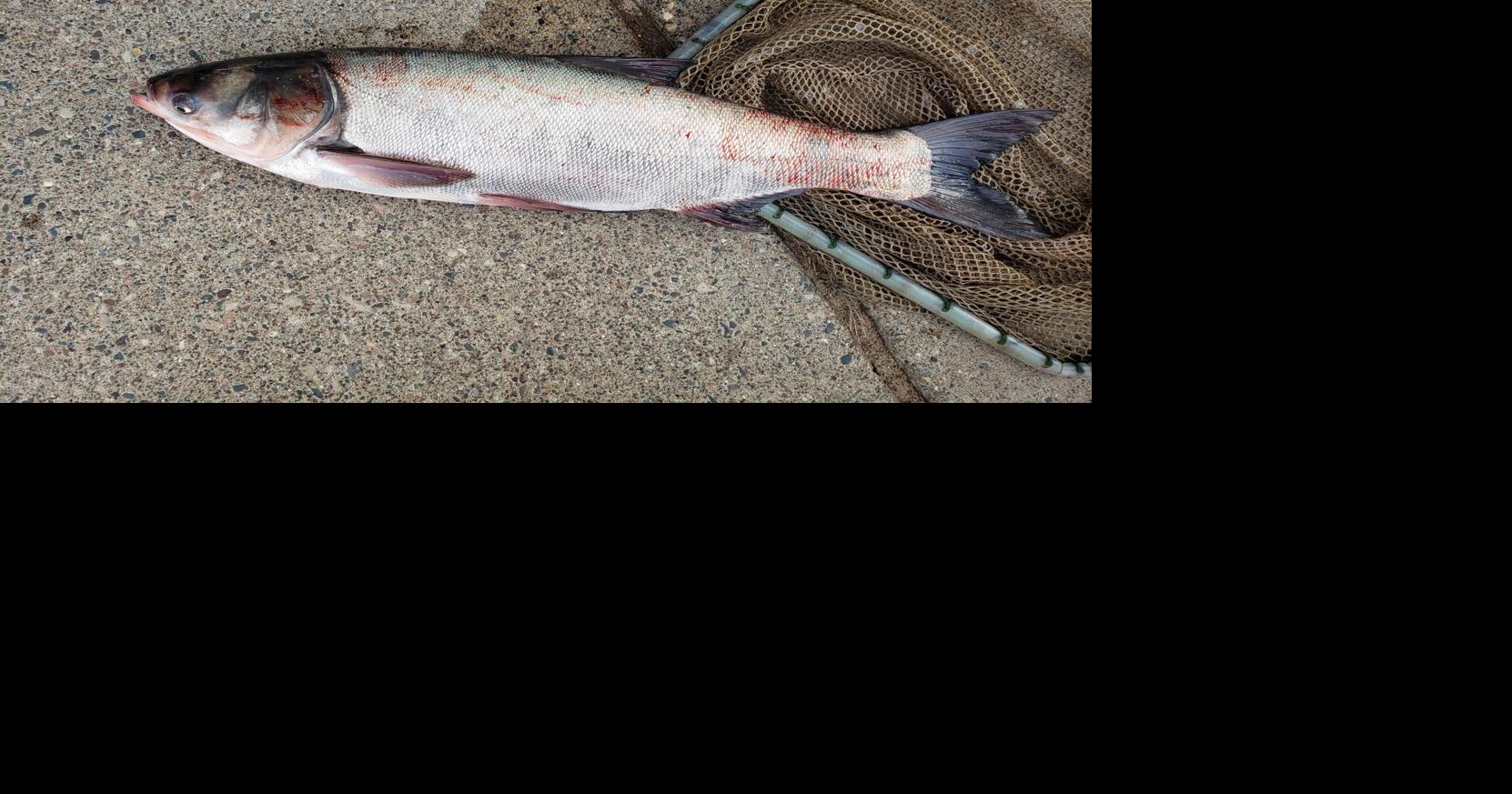 5 quick reads: Invasive species, pumpkin contests and more | Local News ...