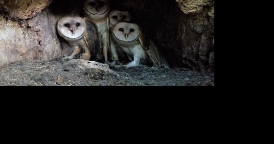 Making a comeback: barn owl family found in a dead tree - Vimarsana News