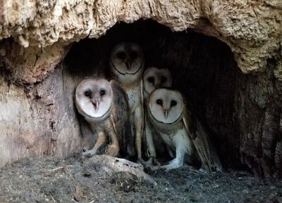 Barn owls stock image