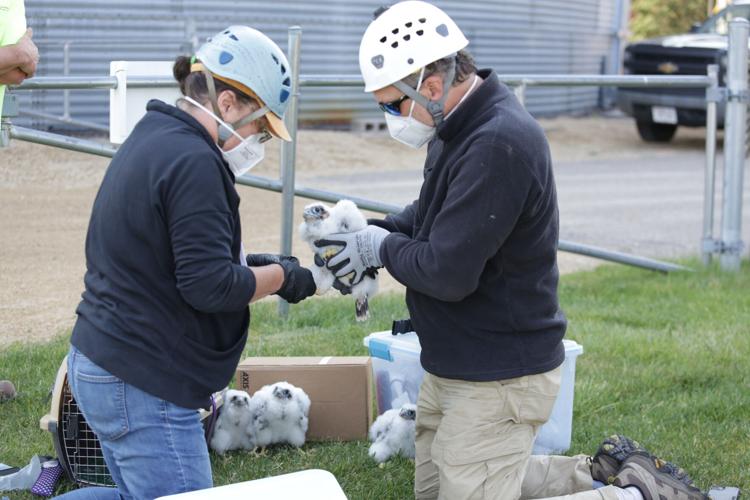 Raptor Resource Project bands young peregrine falcons | Local News ...